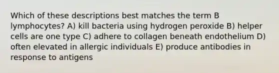 Which of these descriptions best matches the term B lymphocytes? A) kill bacteria using hydrogen peroxide B) helper cells are one type C) adhere to collagen beneath endothelium D) often elevated in allergic individuals E) produce antibodies in response to antigens