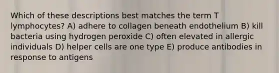 Which of these descriptions best matches the term T lymphocytes? A) adhere to collagen beneath endothelium B) kill bacteria using hydrogen peroxide C) often elevated in allergic individuals D) helper cells are one type E) produce antibodies in response to antigens