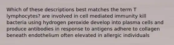 Which of these descriptions best matches the term T lymphocytes? are involved in cell mediated immunity kill bacteria using hydrogen peroxide develop into plasma cells and produce antibodies in response to antigens adhere to collagen beneath endothelium often elevated in allergic individuals