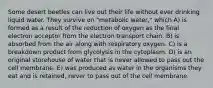 Some desert beetles can live out their life without ever drinking liquid water. They survive on "metabolic water," which A) is formed as a result of the reduction of oxygen as the final electron acceptor from the electron transport chain. B) is absorbed from the air along with respiratory oxygen. C) is a breakdown product from glycolysis in the cytoplasm. D) is an original storehouse of water that is never allowed to pass out the cell membrane. E) was produced as water in the organisms they eat and is retained, never to pass out of the cell membrane.