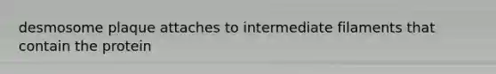 desmosome plaque attaches to intermediate filaments that contain the protein