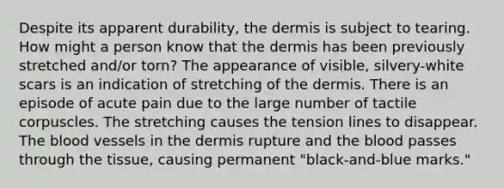 Despite its apparent durability, the dermis is subject to tearing. How might a person know that the dermis has been previously stretched and/or torn? The appearance of visible, silvery-white scars is an indication of stretching of the dermis. There is an episode of acute pain due to the large number of tactile corpuscles. The stretching causes the tension lines to disappear. The blood vessels in the dermis rupture and the blood passes through the tissue, causing permanent "black-and-blue marks."