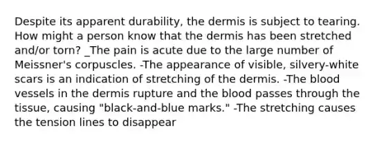 Despite its apparent durability, the dermis is subject to tearing. How might a person know that the dermis has been stretched and/or torn? _The pain is acute due to the large number of Meissner's corpuscles. -The appearance of visible, silvery-white scars is an indication of stretching of the dermis. -The blood vessels in the dermis rupture and the blood passes through the tissue, causing "black-and-blue marks." -The stretching causes the tension lines to disappear