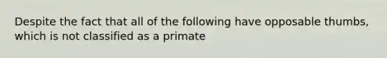 Despite the fact that all of the following have opposable thumbs, which is not classified as a primate