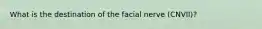 What is the destination of the facial nerve (CNVII)?