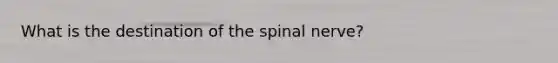 What is the destination of the spinal nerve?