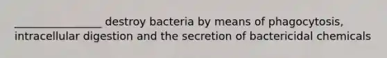 ________________ destroy bacteria by means of phagocytosis, intracellular digestion and the secretion of bactericidal chemicals