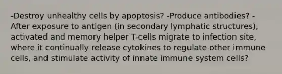 -Destroy unhealthy cells by apoptosis? -Produce antibodies? -After exposure to antigen (in secondary lymphatic structures), activated and memory helper T-cells migrate to infection site, where it continually release cytokines to regulate other immune cells, and stimulate activity of innate immune system cells?