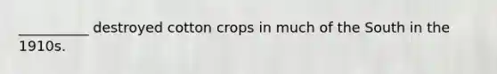 __________ destroyed cotton crops in much of the South in the 1910s.