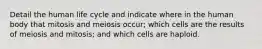 Detail the human life cycle and indicate where in the human body that mitosis and meiosis occur; which cells are the results of meiosis and mitosis; and which cells are haploid.