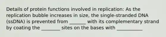 Details of protein functions involved in replication: As the replication bubble increases in size, the single-stranded DNA (ssDNA) is prevented from _______ with its complementary strand by coating the ________ sites on the bases with ___________