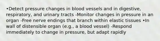 •Detect pressure changes in blood vessels and in digestive, respiratory, and urinary tracts -Monitor changes in pressure in an organ -Free nerve endings that branch within elastic tissues •In wall of distensible organ (e.g., a blood vessel) -Respond immediately to change in pressure, but adapt rapidly