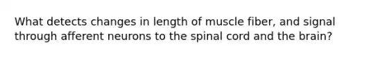 What detects changes in length of muscle fiber, and signal through afferent neurons to the spinal cord and the brain?