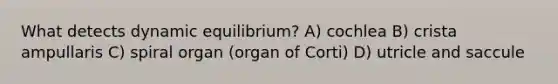 What detects dynamic equilibrium? A) cochlea B) crista ampullaris C) spiral organ (organ of Corti) D) utricle and saccule