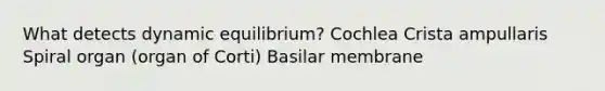 What detects dynamic equilibrium? Cochlea Crista ampullaris Spiral organ (organ of Corti) Basilar membrane