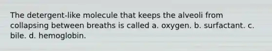 The detergent-like molecule that keeps the alveoli from collapsing between breaths is called a. oxygen. b. surfactant. c. bile. d. hemoglobin.
