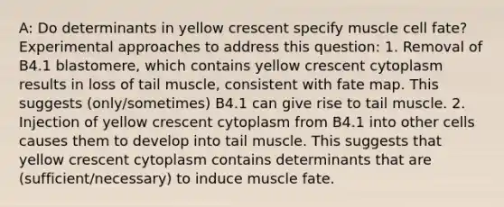 A: Do determinants in yellow crescent specify muscle cell fate? Experimental approaches to address this question: 1. Removal of B4.1 blastomere, which contains yellow crescent cytoplasm results in loss of tail muscle, consistent with fate map. This suggests (only/sometimes) B4.1 can give rise to tail muscle. 2. Injection of yellow crescent cytoplasm from B4.1 into other cells causes them to develop into tail muscle. This suggests that yellow crescent cytoplasm contains determinants that are (sufficient/necessary) to induce muscle fate.