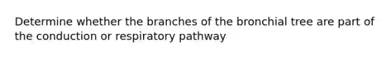 Determine whether the branches of the bronchial tree are part of the conduction or respiratory pathway