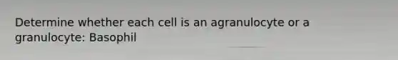 Determine whether each cell is an agranulocyte or a granulocyte: Basophil