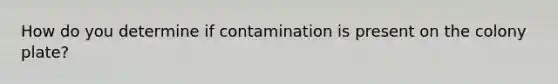 How do you determine if contamination is present on the colony plate?