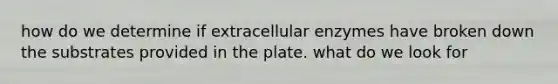 how do we determine if extracellular enzymes have broken down the substrates provided in the plate. what do we look for