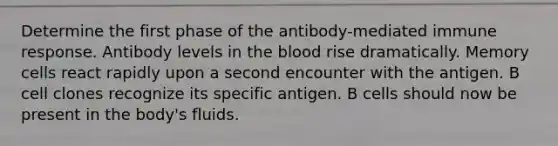 Determine the first phase of the antibody-mediated immune response. Antibody levels in the blood rise dramatically. Memory cells react rapidly upon a second encounter with the antigen. B cell clones recognize its specific antigen. B cells should now be present in the body's fluids.