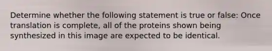 Determine whether the following statement is true or false: Once translation is complete, all of the proteins shown being synthesized in this image are expected to be identical.