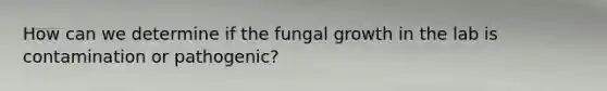 How can we determine if the fungal growth in the lab is contamination or pathogenic?