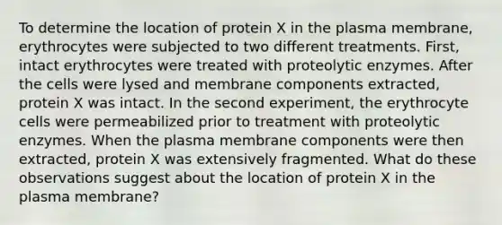 To determine the location of protein X in the plasma membrane, erythrocytes were subjected to two different treatments. First, intact erythrocytes were treated with proteolytic enzymes. After the cells were lysed and membrane components extracted, protein X was intact. In the second experiment, the erythrocyte cells were permeabilized prior to treatment with proteolytic enzymes. When the plasma membrane components were then extracted, protein X was extensively fragmented. What do these observations suggest about the location of protein X in the plasma membrane?