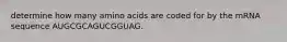 determine how many amino acids are coded for by the mRNA sequence AUGCGCAGUCGGUAG.