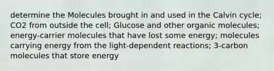 determine the Molecules brought in and used in the Calvin cycle; CO2 from outside the cell; Glucose and other organic molecules; energy-carrier molecules that have lost some energy; molecules carrying energy from the light-dependent reactions; 3-carbon molecules that store energy