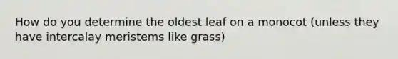 How do you determine the oldest leaf on a monocot (unless they have intercalay meristems like grass)