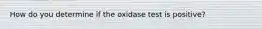 How do you determine if the oxidase test is positive?