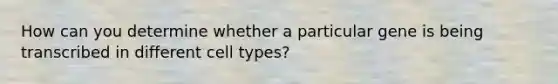 How can you determine whether a particular gene is being transcribed in different cell types?