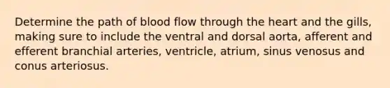 Determine the path of blood flow through <a href='https://www.questionai.com/knowledge/kya8ocqc6o-the-heart' class='anchor-knowledge'>the heart</a> and the gills, making sure to include the ventral and dorsal aorta, afferent and efferent branchial arteries, ventricle, atrium, sinus venosus and conus arteriosus.