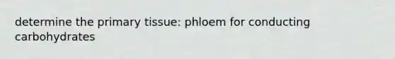 determine the primary tissue: phloem for conducting carbohydrates