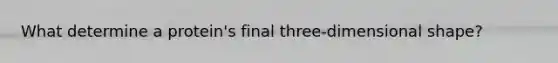 What determine a protein's final three-dimensional shape?