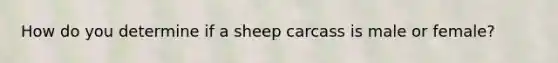 How do you determine if a sheep carcass is male or female?