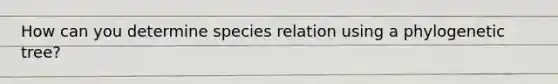 How can you determine species relation using a phylogenetic tree?