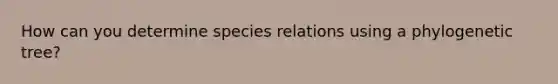 How can you determine species relations using a phylogenetic tree?