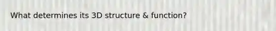 What determines its 3D structure & function?