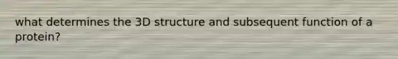 what determines the 3D structure and subsequent function of a protein?