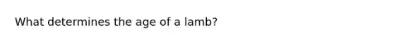 What determines the age of a lamb?