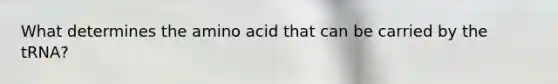 What determines the amino acid that can be carried by the tRNA?