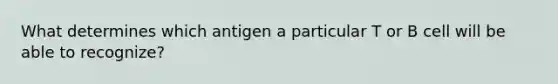 What determines which antigen a particular T or B cell will be able to recognize?