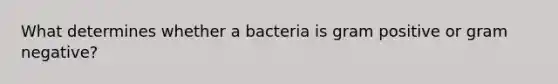 What determines whether a bacteria is gram positive or gram negative?