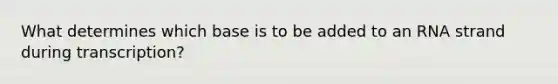 What determines which base is to be added to an RNA strand during transcription?