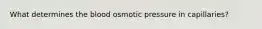 What determines the blood osmotic pressure in capillaries?