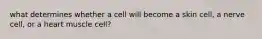 what determines whether a cell will become a skin cell, a nerve cell, or a heart muscle cell?