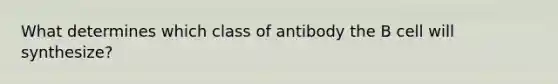 What determines which class of antibody the B cell will synthesize?